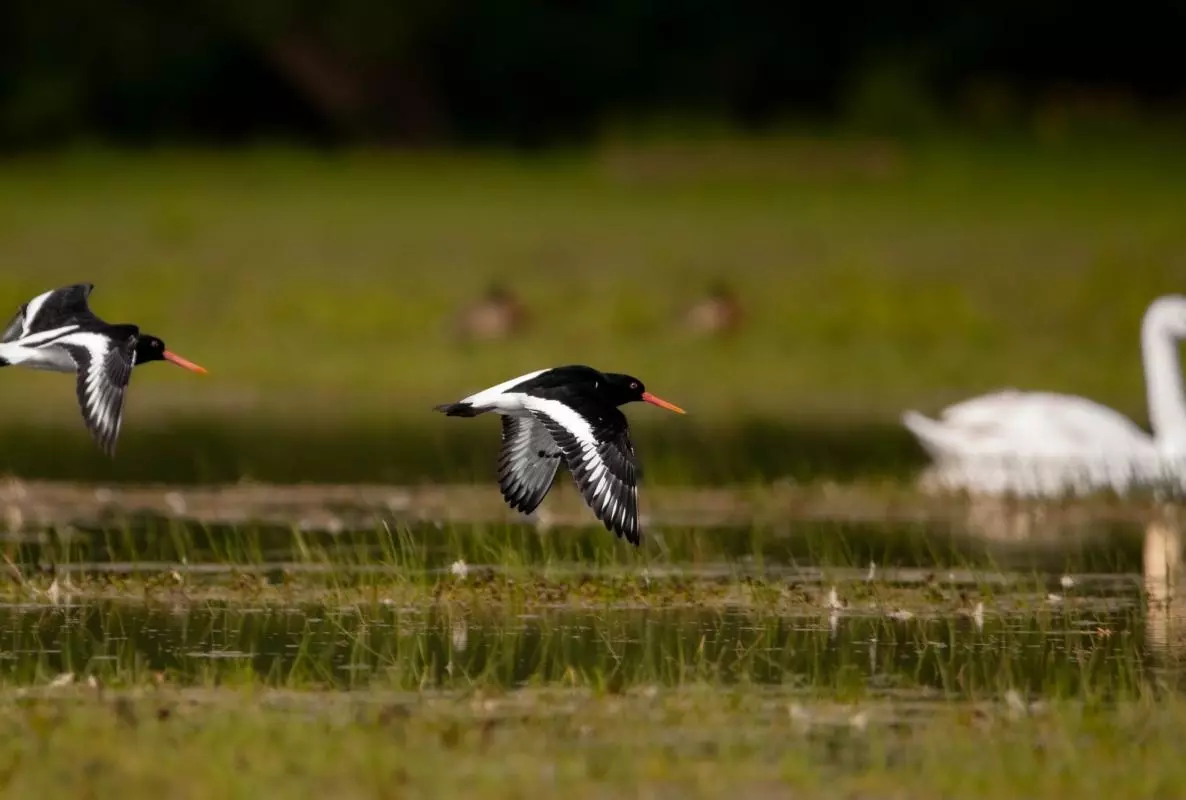 OYSTERCATCHERS TAKING FLIGHT OVER PORT MEADOW